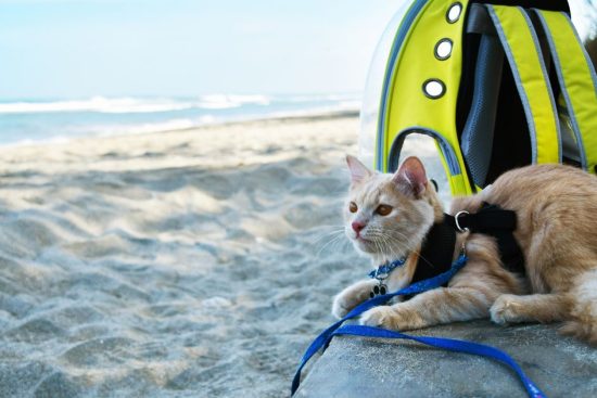 Pet-Friendly Travel Adventures