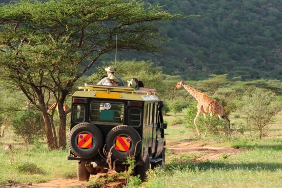 Urban Safari